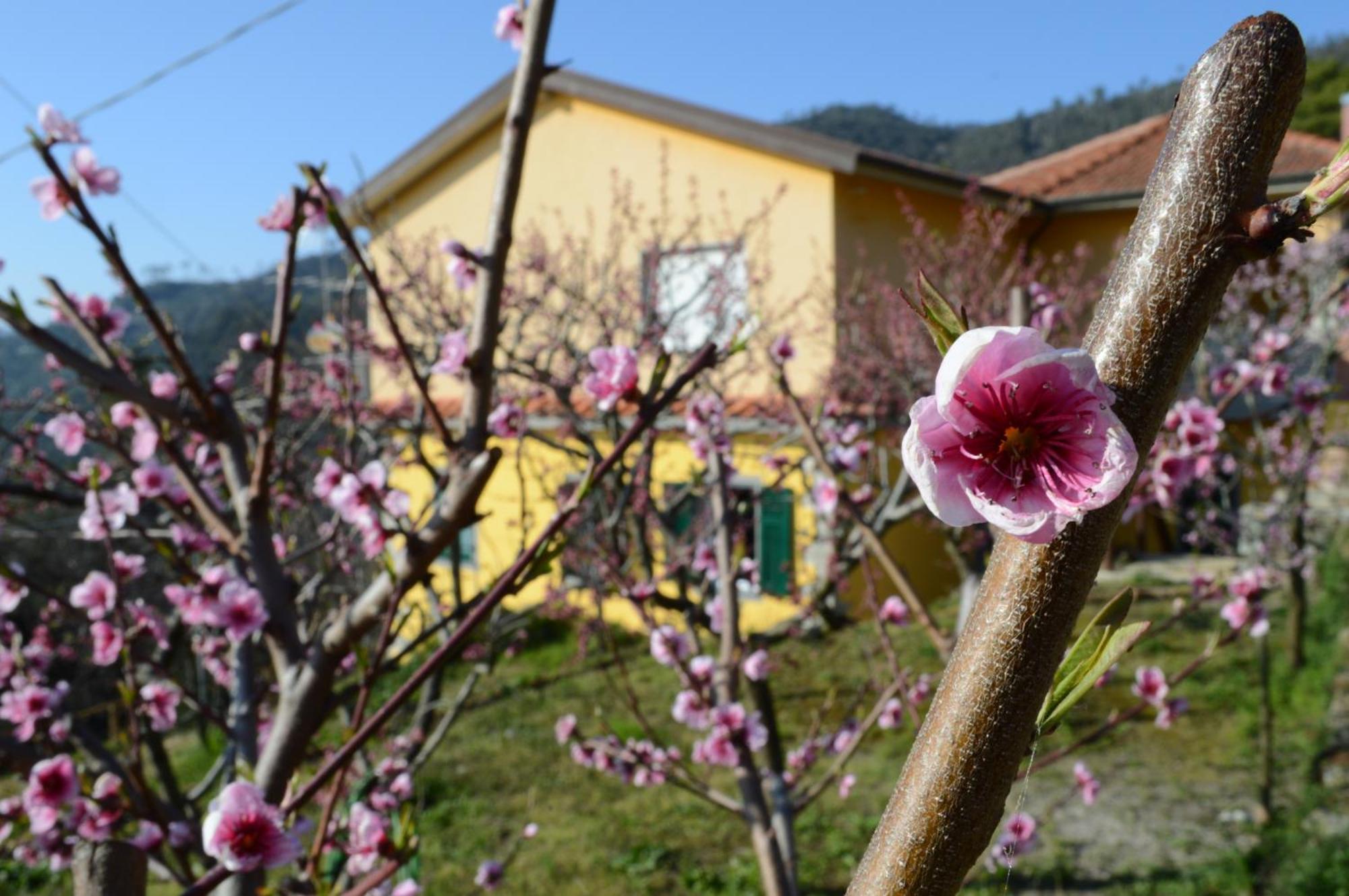 I Tre Grappoli Villa Corniglia Exteriör bild